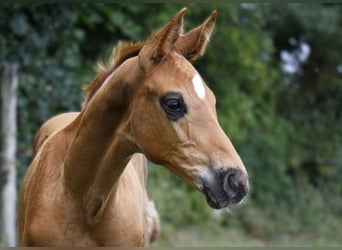 Hannoveraner, Hengst, Fohlen (06/2024), Dunkelfuchs