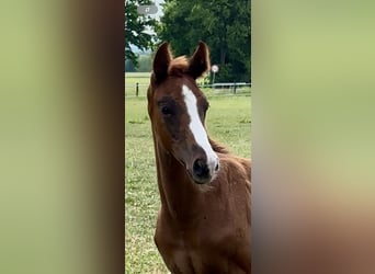 Hanoverian, Stallion, , Chestnut