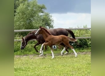Hanoverian, Stallion, , Chestnut