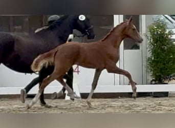 Hanoverian, Stallion, Foal (03/2026), Chestnut