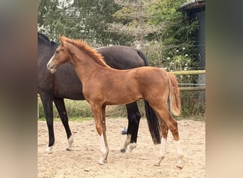 Hanoverian, Stallion, Foal (03/2026), Chestnut
