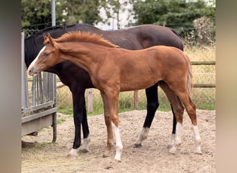Hanoverian, Stallion, Foal (03/2026), Chestnut