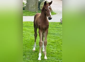 Hanoverian, Stallion, Foal (04/2024), Chestnut