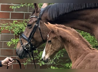 Hanoverian, Stallion, Foal (04/2024), Chestnut