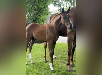 Hanoverian, Stallion, Foal (04/2024), Chestnut