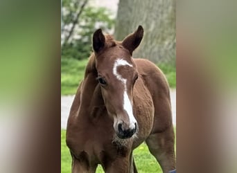 Hanoverian, Stallion, Foal (04/2024), Chestnut