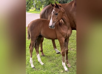 Hanoverian, Stallion, Foal (04/2024), Chestnut