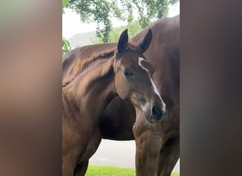 Hanoverian, Stallion, Foal (04/2024), Chestnut