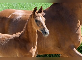 Hanoverian, Stallion, , Chestnut