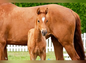 Hanoverian, Stallion, , Chestnut