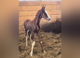 Hanoverian, Stallion, Foal (03/2025), Chestnut