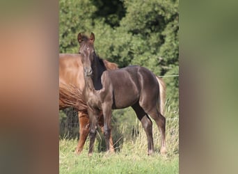 Hanoverian, Stallion, Foal (03/2025), Chestnut