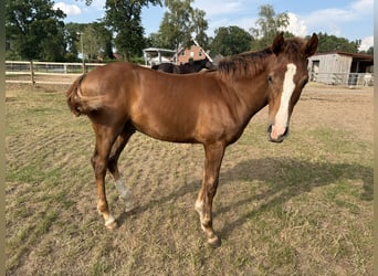 Hanoverian, Stallion, Foal (02/2026), Chestnut