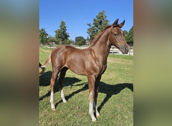 Hanoverian, Stallion, Foal (05/2025), Chestnut