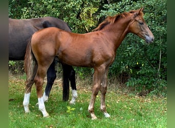 Hanoverian, Stallion, Foal (03/2026), Chestnut