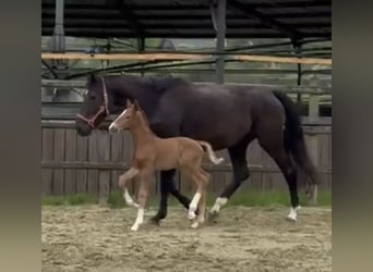 Hanoverian, Stallion, Foal (04/2025), Chestnut