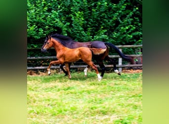 Hanoverian, Stallion, Foal (03/2026), Chestnut