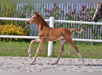 Hanoverian, Stallion, , Chestnut