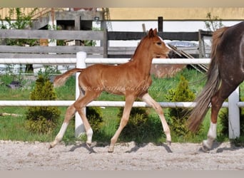 Hanoverian, Stallion, , Chestnut