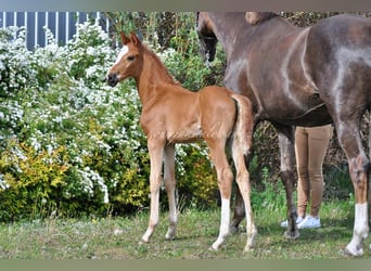 Hanoverian, Stallion, , Chestnut