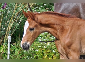 Hanoverian, Stallion, , Chestnut