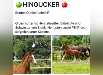Hanoverian, Stallion, Foal (04/2025), Chestnut