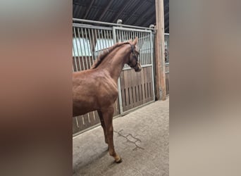 Hanoverian, Stallion, Foal (06/2026), Chestnut
