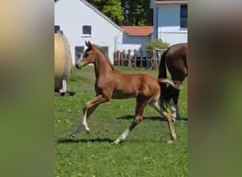 Hanoverian, Stallion, , Chestnut