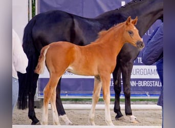 Hanoverian, Stallion, , Chestnut