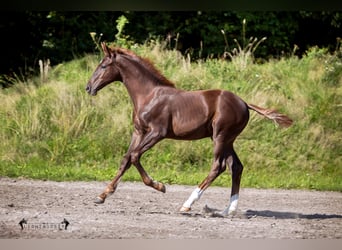 Hanoverian, Stallion, Foal (04/2023), Chestnut