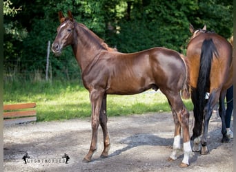 Hanoverian, Stallion, Foal (04/2023), Chestnut