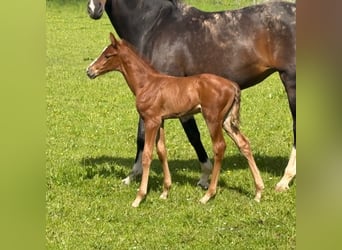 Hanoverian, Stallion, Foal (05/2026), Chestnut