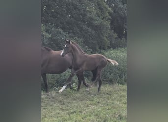 Hanoverian, Stallion, Foal (05/2026), Chestnut