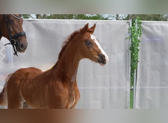 Hanoverian, Stallion, , Chestnut