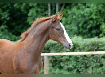 Hanoverian, Stallion, Foal (03/2024), Chestnut