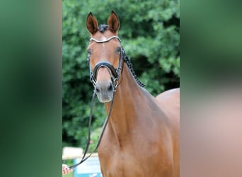 Hanoverian, Stallion, Foal (03/2024), Chestnut