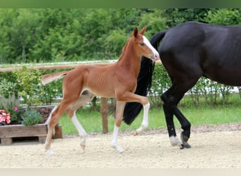Hanoverian, Stallion, Foal (05/2024), Chestnut