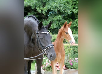 Hanoverian, Stallion, Foal (05/2024), Chestnut