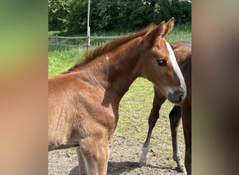 Hanoverian, Stallion, Foal (04/2025), Chestnut