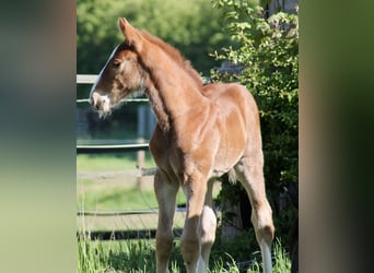 Hanoverian, Stallion, Foal (04/2025), Chestnut