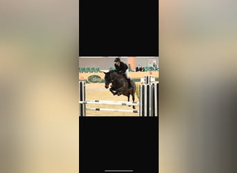 Hanoverian, Stallion, Foal (04/2025), Chestnut