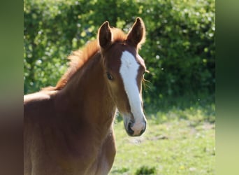 Hanoverian, Stallion, Foal (04/2025), Chestnut