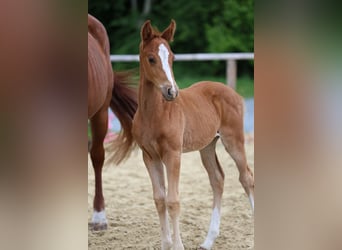 Hanoverian, Stallion, Foal (04/2026), Chestnut-Red