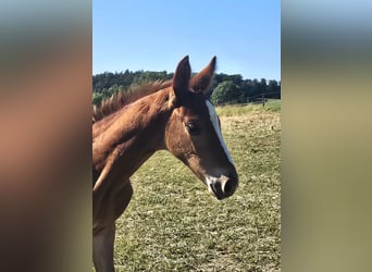 Hanoverian, Stallion, , Chestnut-Red