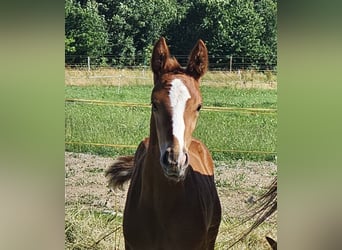 Hanoverian, Stallion, , Chestnut-Red