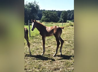 Hanoverian, Stallion, , Chestnut-Red