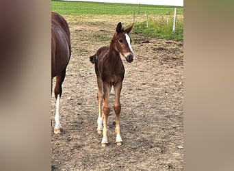Hanoverian, Stallion, , Chestnut-Red
