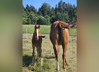 Hanoverian, Stallion, , Chestnut-Red
