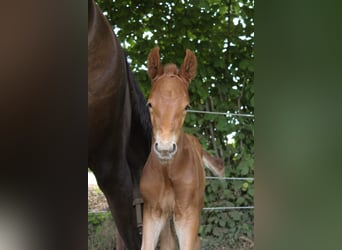Hanoverian, Stallion, , Chestnut-Red