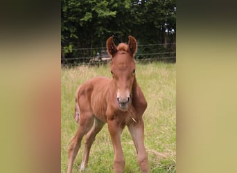 Hanoverian, Stallion, , Chestnut-Red